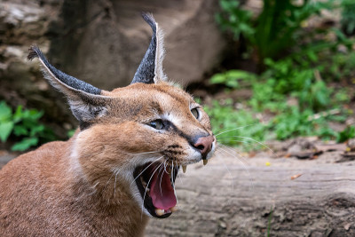 肖像沙漠猫有长簇状耳朵的猞猁或非洲猞猁