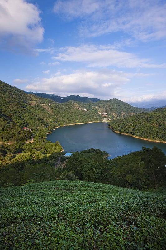 新台北，石顶潭窑，茶园