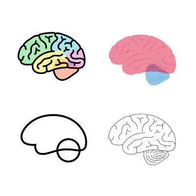 人脑解剖的矢量图解