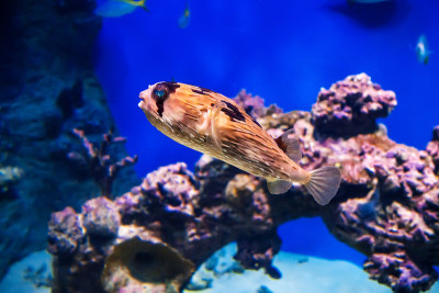 鱼缸里的刺猬鱼在水下游泳