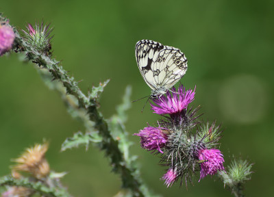 Melanargia galathea