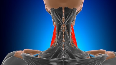 3D医学概念中斜角肌解剖