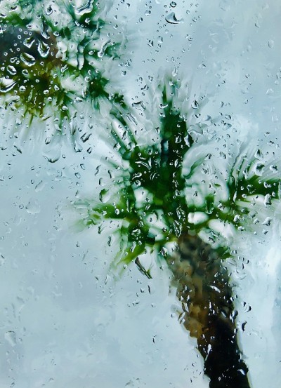 多雨的棕榈树