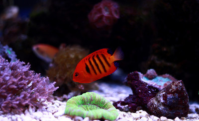 火焰天使鱼(Centropyge loricula)