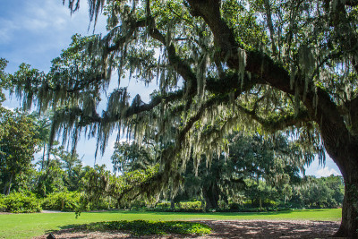 Airlie Garden in Wilmington North Carolina - histo
