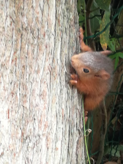 squirel