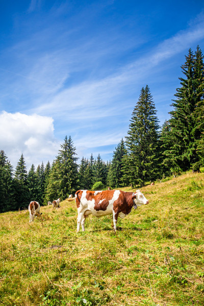 山里的牛群。Grand-Bornand、法国