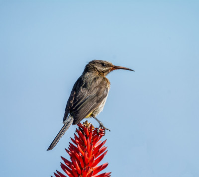 Sugarbird角
