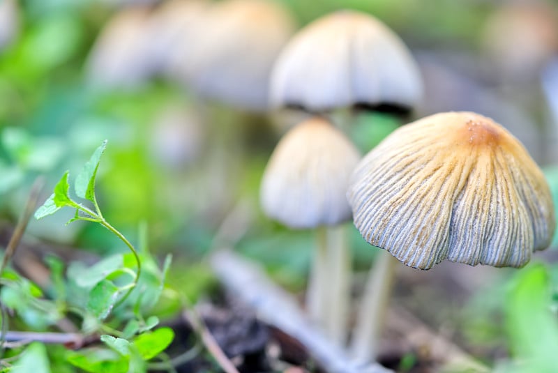 云母Coprinellus micaceus云母coprinusmicaceus，俗称闪墨帽，野生蘑