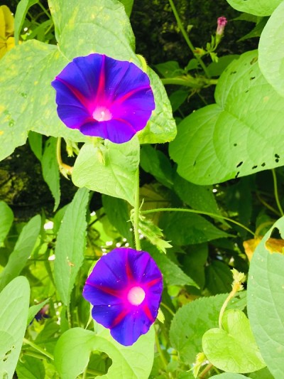 牵牛花紫下