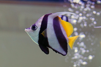 旗状珊瑚鱼，又称长鳍旗鱼、暗礁旗鱼或水族馆里的黄黑条纹马车夫鱼，原产于印度-太平洋地区。