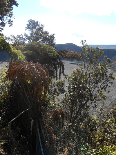 夏威夷火山国家公园的夏威夷树蕨。