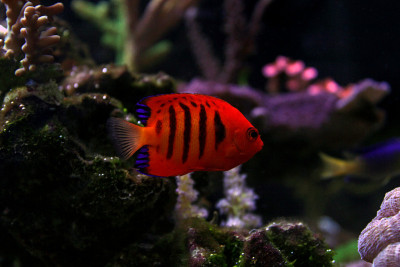火焰天使鱼(Centropyge loricula)
