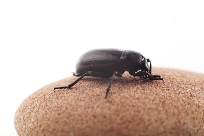 昆虫