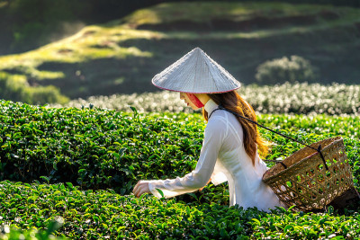 亚洲妇女穿着越南传统文化在绿茶田。