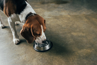可爱的比格犬从碗里喝水