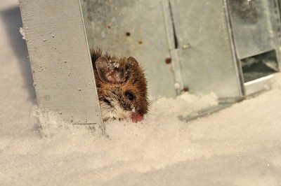 鼠标在雪地上