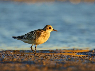 灰鸻(Pluvialis squatarola)在岸上(冬季羽毛)