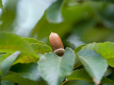 Matebashii橡子