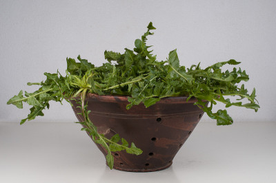 野生香草，陶土花瓶与菊苣