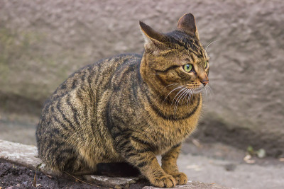 工业区附近的流浪猫