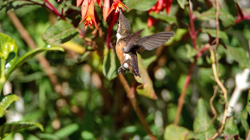 White-bellied woodstar蜂鸟