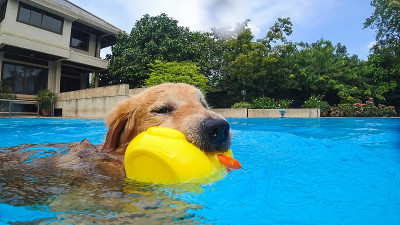 金毛猎犬幼犬在游泳池练习(水下视角)