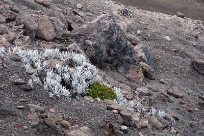 卡扬贝火山上的苔藓