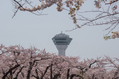 2018年4月29日，日本北海道函馆:五横阁的春天，前景中盛开的樱花。