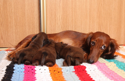 腊肠犬喂养小狗