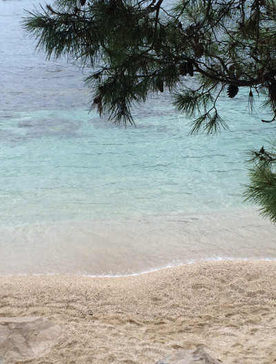 松树与松果海滩景观