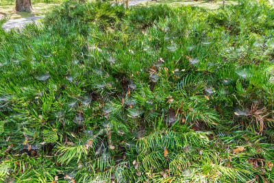 碗状和盘状蜘蛛(Frontinella pyramitela)在结茧植物(Zamia integri