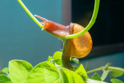 小布朗蜗牛
