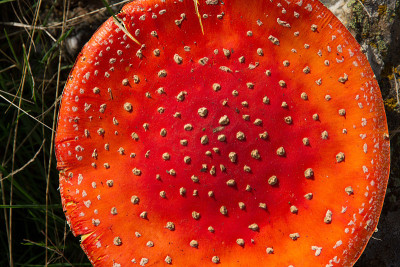 Mushroom Amanita Muscaria草帽de Seta Amanita