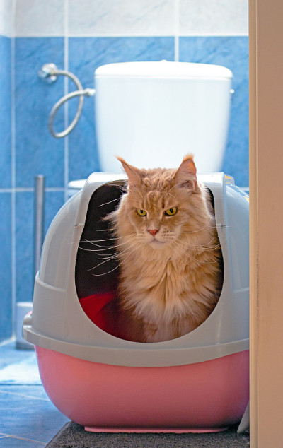 一只正经的缅因猫坐在猫盘里。WC,猫厕所