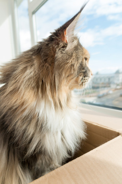 缅因猫往窗外看