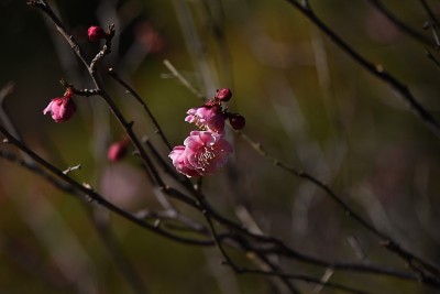 日本的梅花。