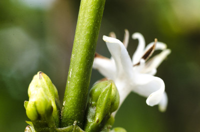 Coffea arabica