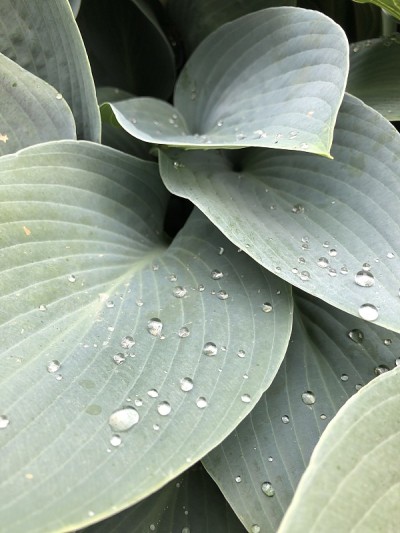叶子上的水珠