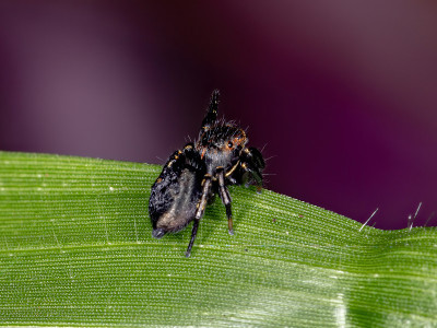 Jumping spider