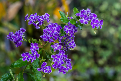 Duranta erecta紫花。