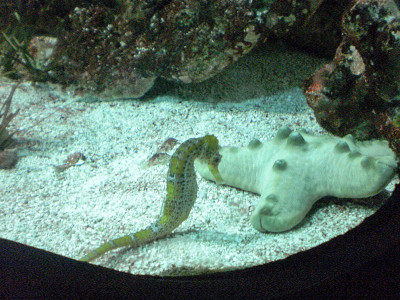 西班牙水族馆里美丽的黄白色海马。