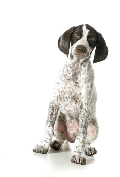 德国短毛指示犬，幼犬雌性