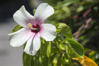 冲绳石垣岛的白木槿花