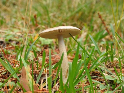秋雨后菌