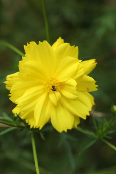 黄色的花