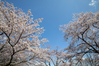 吉野山的樱花