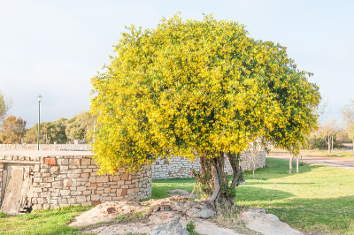 Perdebos