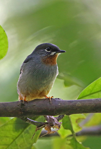 Rufous-throated纸牌