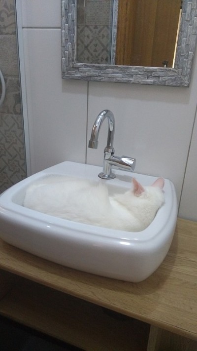 土耳其安哥拉猫-睡觉